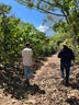 Finca Patzibir // Guatemala