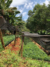 Kiangoi AB // Kenya