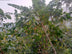 Nyamasasa CWS // Democratic Republic of Congo
