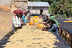 Hagosa // Ethiopia